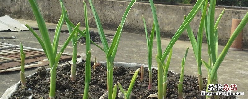 大蒜刚出苗打什么药防病 蒜苗生病了该打什么药
