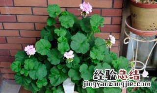 香叶天竺葵的功效与作用 天竺葵的功效与作用
