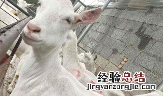 山羊奶的功效与作用禁忌 山羊奶的功效与作用