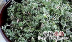 茵陈的吃法和禁忌 茵陈的吃法
