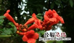 凌霄花的功效与作用及禁忌症有 凌霄花的功效与作用及禁忌