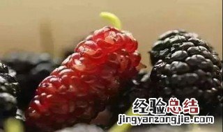 桑葚果酱的做法 桑葚果酱的做法破壁机