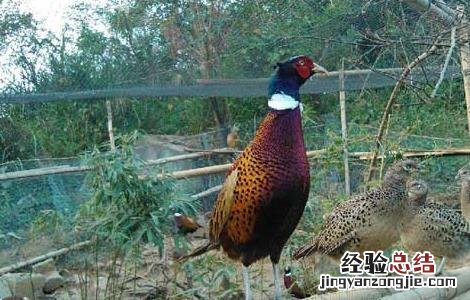 山鸡产蛋期饲养管理技术 山鸡产蛋期饲养管理技术规程