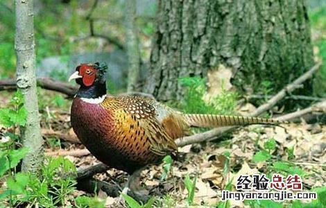 山鸡产蛋期饲养管理技术 山鸡产蛋期饲养管理技术规程