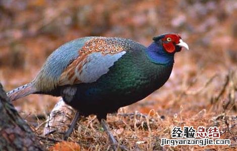 山鸡产蛋期饲养管理技术 山鸡产蛋期饲养管理技术规程