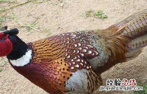 山鸡产蛋期饲养管理技术 山鸡产蛋期饲养管理技术规程
