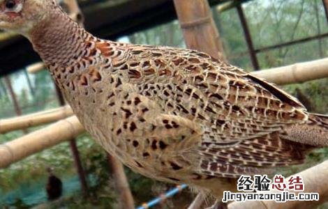 山鸡育成期的饲养管理技术 山鸡育成期的饲养管理技术要点