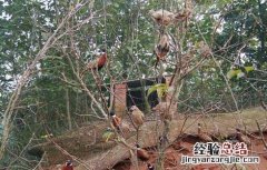 山鸡育成期的饲养管理技术 山鸡育成期的饲养管理技术要点