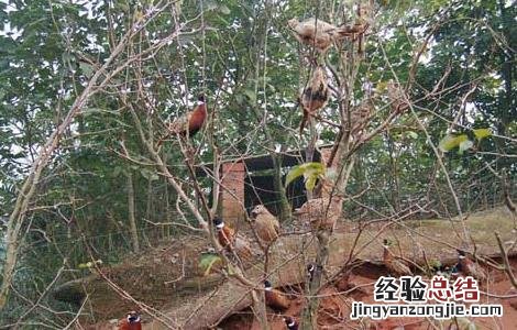 山鸡育成期的饲养管理技术 山鸡育成期的饲养管理技术要点