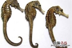 海马汽车价格及图片大全 海马