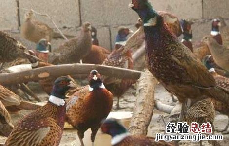 山鸡商品鸡饲养管理技术 养殖山鸡技术