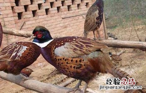 山鸡育雏期的饲养管理技术 山鸡育雏期的饲养管理技术要求
