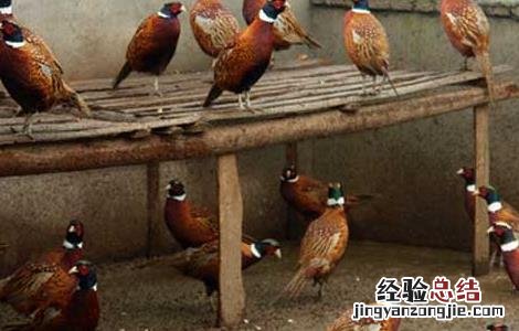 山鸡啄蛋怎么办? 山鸡的啄蛋癖如何处理