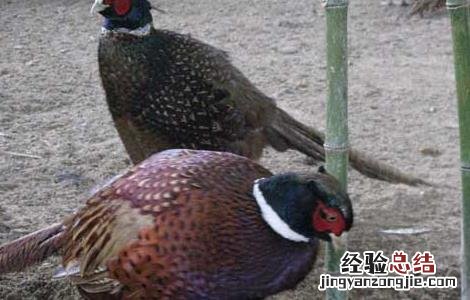 野鸡养殖场设计方法