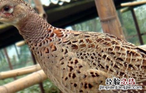 野鸡养殖场设计方法
