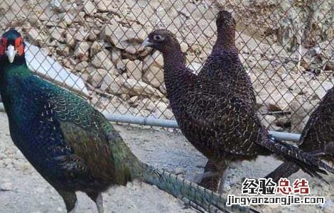 野鸡养殖场设计方法
