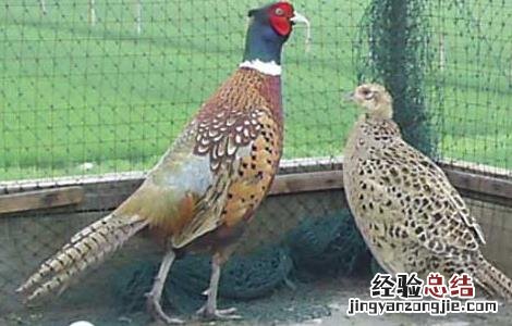 野鸡养殖场设计方法