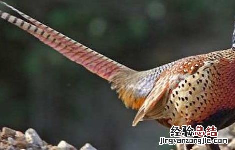 野鸡养殖场设计方法