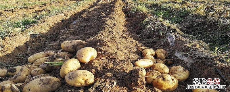 土豆底肥用多少复合肥 土豆基肥用什么复合肥好