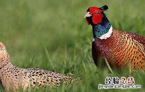 野鸡养殖密度控制