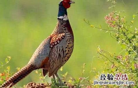 野鸡养殖密度控制
