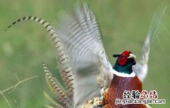 野鸡的养殖前景