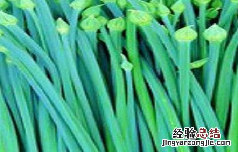 蒜苗的做法及配方 蒜苗的做法及配方视频