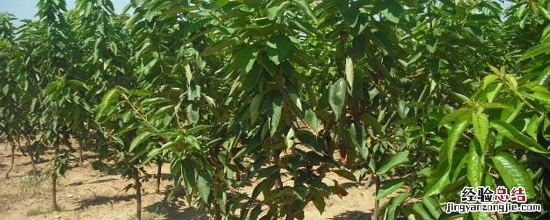 4年的樱桃树现在施什么肥? 4至5年的樱桃树如何施复合肥