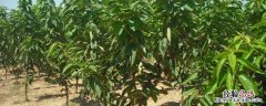4年的樱桃树现在施什么肥? 4至5年的樱桃树如何施复合肥