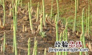 芦笋可以自己留种子吗图片 芦笋可以自己留种子吗
