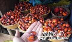 棕榈果透明的肉怎么吃 棕榈果透明的肉如何吃