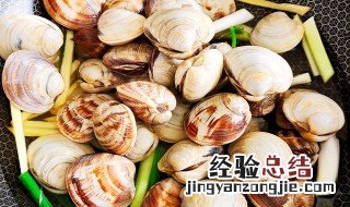 美贝怎么吃 美贝怎样做好吃