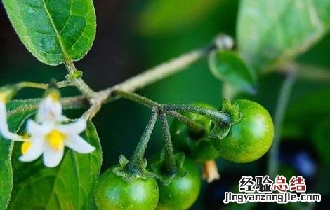 龙葵怎么吃好 龙葵怎么吃