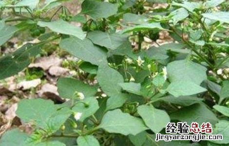 龙葵怎么吃好 龙葵怎么吃