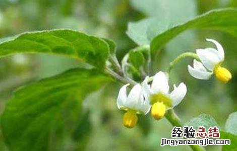 龙葵怎么吃好 龙葵怎么吃
