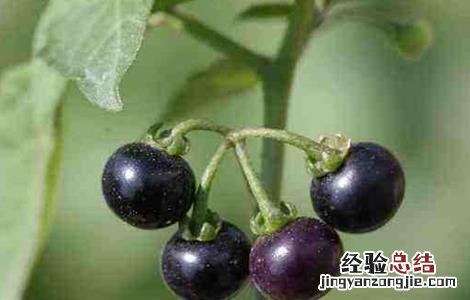 龙葵怎么吃好 龙葵怎么吃