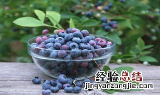 蓝莓栽培方法 蓝莓栽培方法有哪些