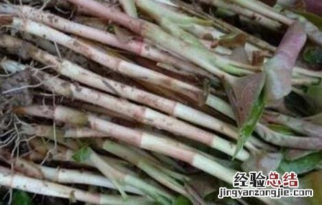 鱼腥草怎么做好吃