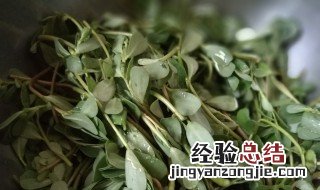 马蜂菜怎么吃 马蜂菜可以怎么吃