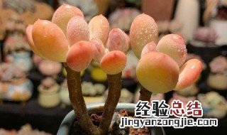 多肉怎么养 我们可以这样养