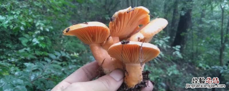 枞树菌怎么保存方法 枞菌怎样保存和保鲜