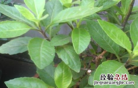 降糖草怎么吃效果更好 降糖草怎么吃