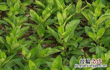 降糖草怎么吃效果更好 降糖草怎么吃