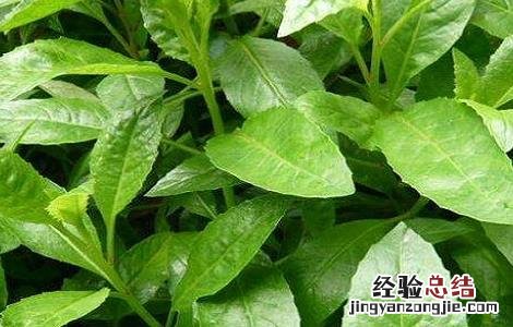 降糖草怎么吃效果更好 降糖草怎么吃