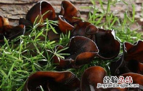 黑木耳是什么样子的 黑木耳的简介及图片大全