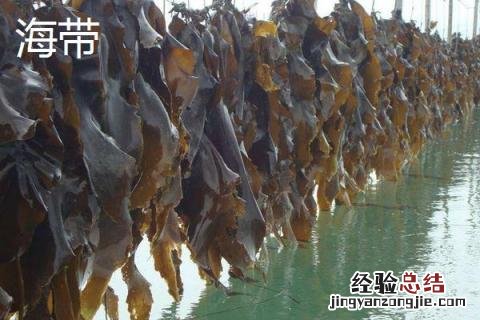 海带苗和海带有啥区别 海带苗和海带有区别吗