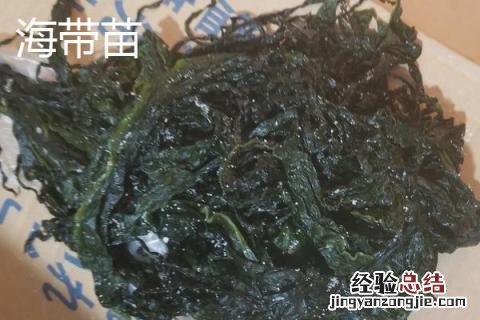 海带苗和海带有啥区别 海带苗和海带有区别吗