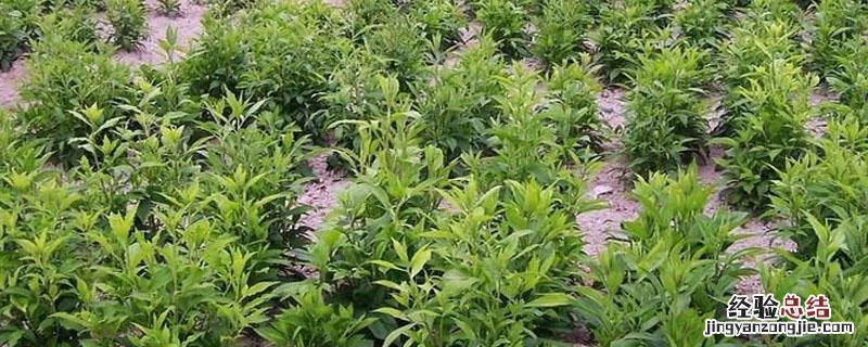 苍术每亩大约多少棵苗 苍术一亩地需要多少种苗