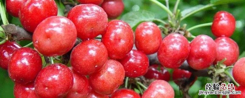 黔西南州的樱桃基地在哪里 贵州樱桃基地在哪里
