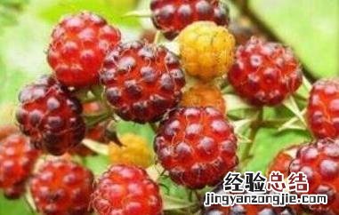树莓和覆盆子的区别图片 树莓和覆盆子的区别
